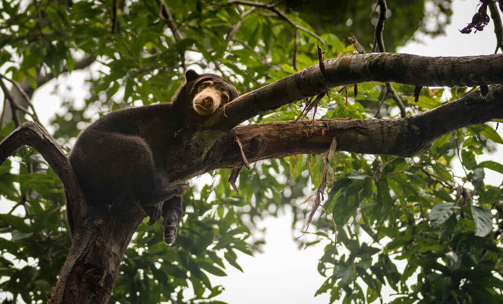 St Borneo Sun Bear Credit Lillian Tveit