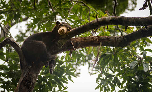 St Borneo Sun Bear Credit Lillian Tveit