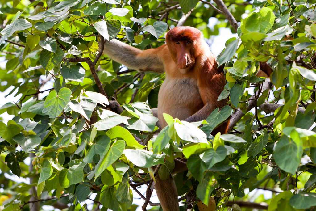 St Borneo Proboscis Monkey Peter Wollinga